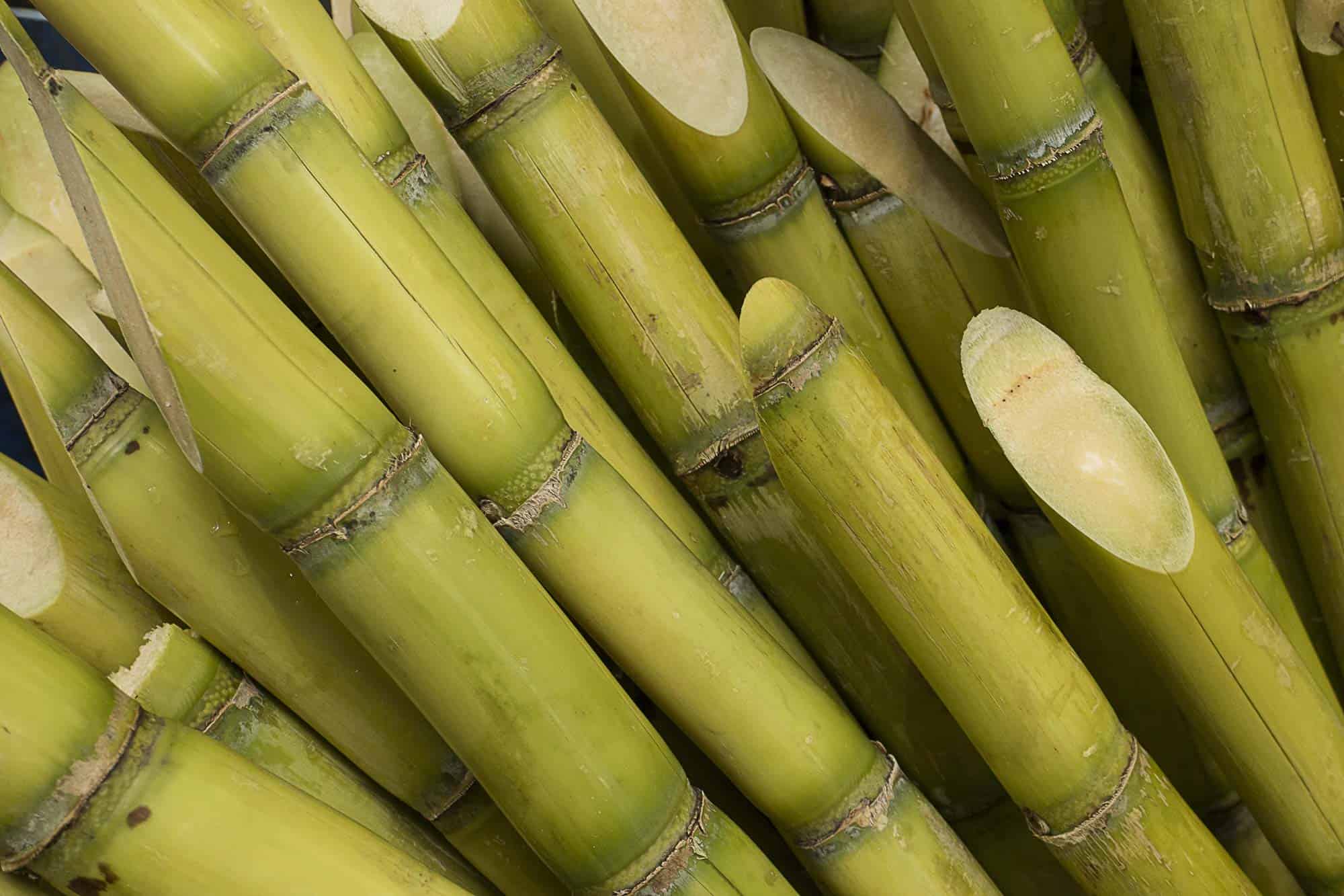 sugar cane cut stalks 01